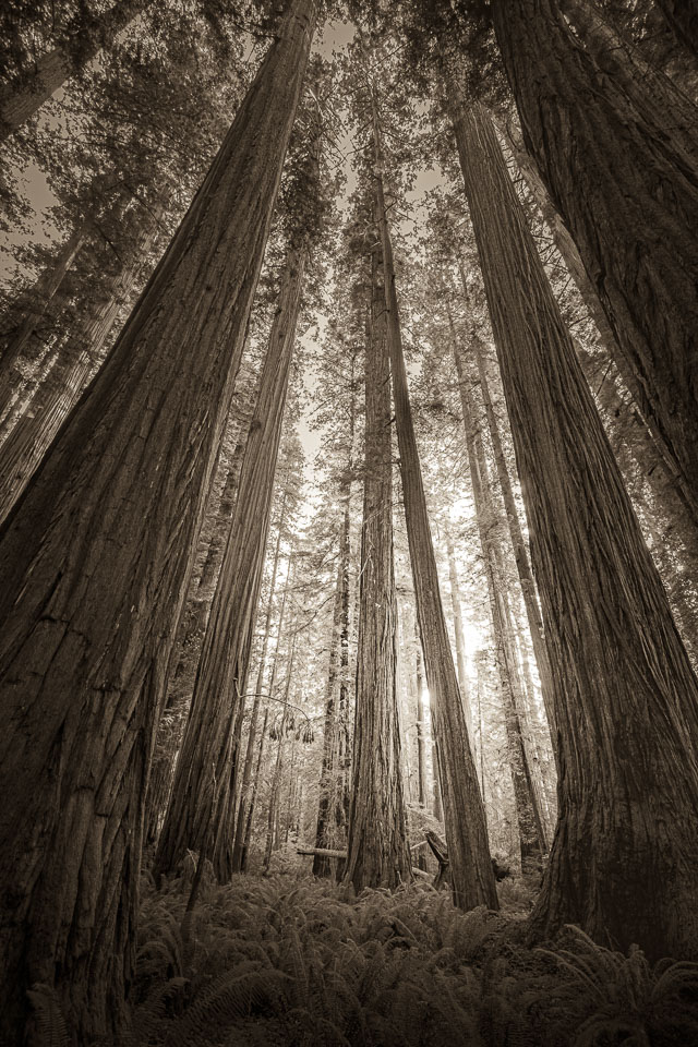 Redwood cathedral