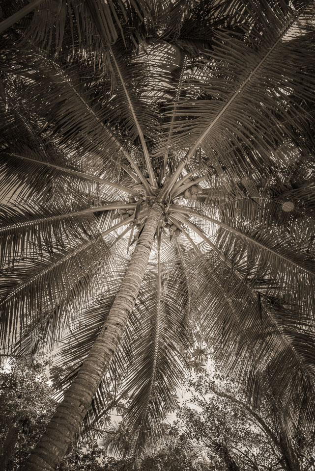 Palm textures