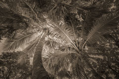 Palm textures