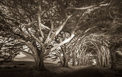 Monterey Cypress trees. Point Reyes, California.