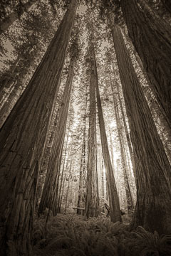 Redwood cathedral