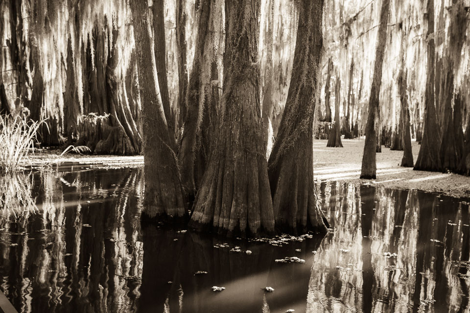 These cypress trees stand in a lake covered in aquatic growth.