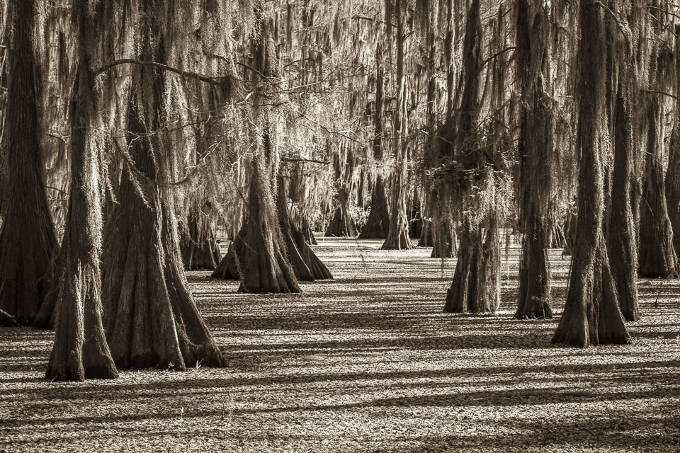 These cypress trees stand in a lake covered in aquatic growth.