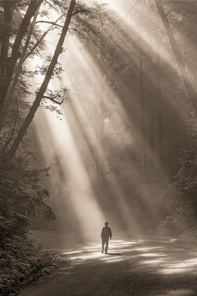 Into the light. Redwood forest. Northern California.