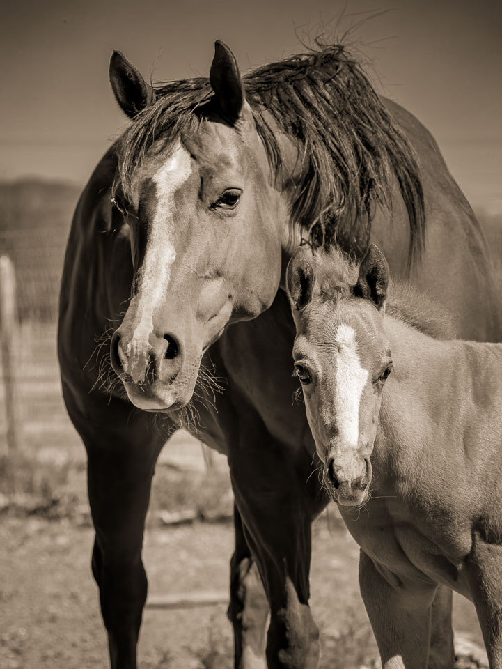 National champion quarter horse and foal