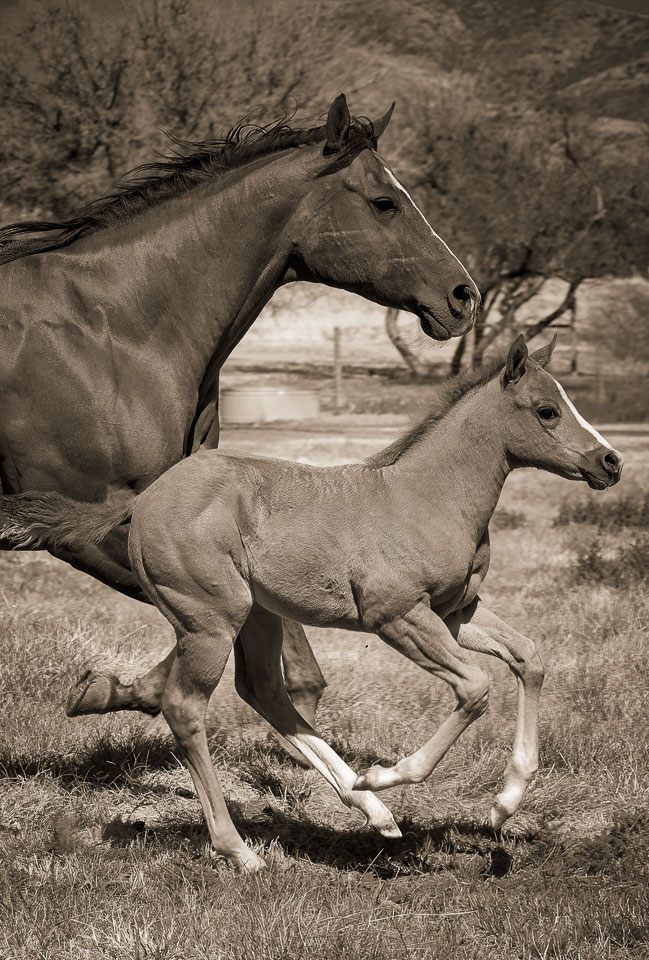 National champion quarter horse and foal, running