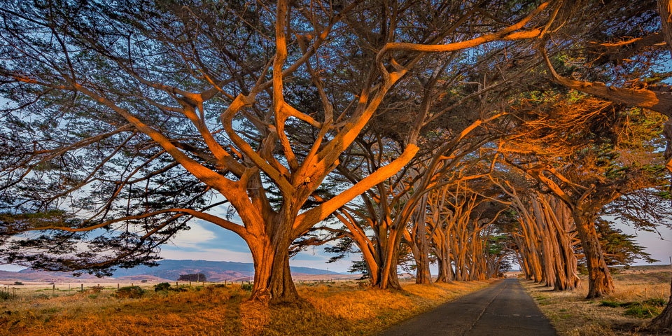 Tunnel of Trees, Point Reyes, California