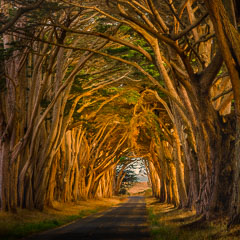 Tunnel of trees. Point Reyes, California.
