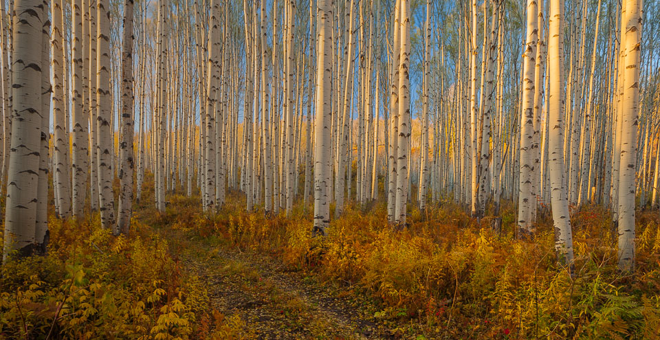 Sunset casts its spell on this high country forest in the Colorado Rocky Mountains