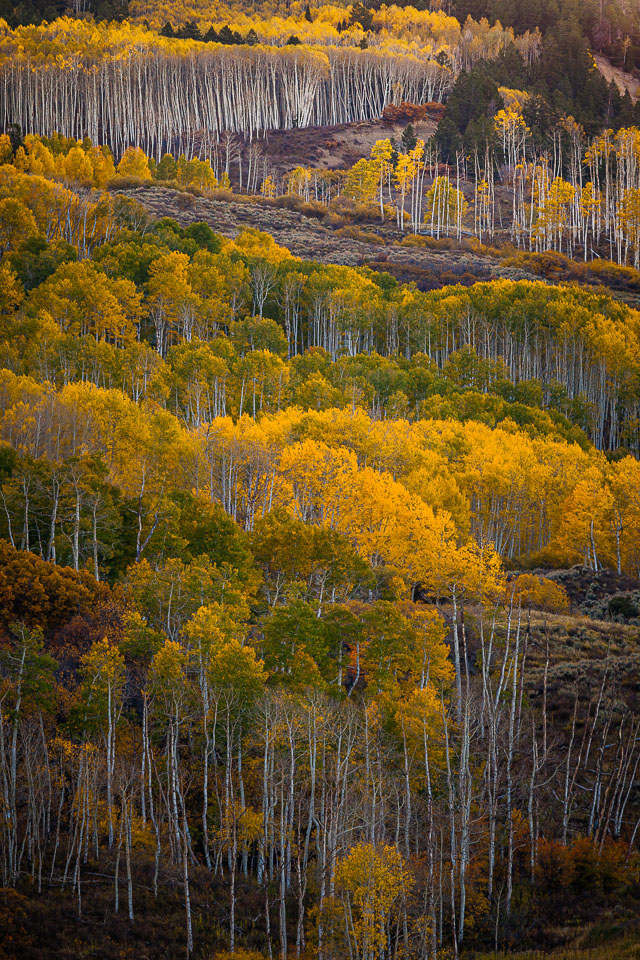 Aspens blanket the Little Cimmaron in the Colorado Rocky Mountains