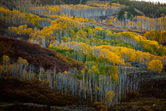 Aspens blanket the Little Cimmaron in the Colorado Rocky Mountains