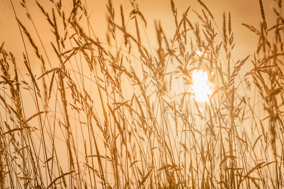 Grasses with sun reflecting off Reservoir 1