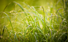 Dew on grasses